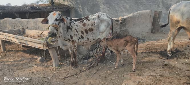 cow for sale 22 Feb ko bacha Dia Hy