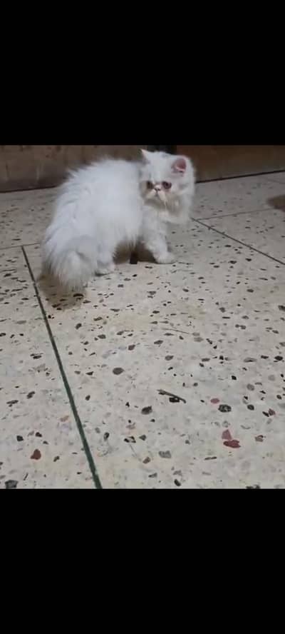 PERSIAN PIKI FACE FEMALE KITTEN PEEKE CAT