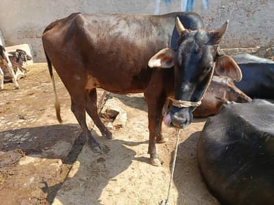 ساہیوال کراس ولایتی گائے برائے فروخت