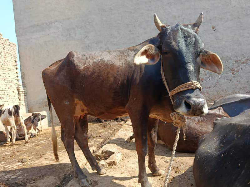 ساہیوال کراس ولایتی گائے برائے فروخت 1