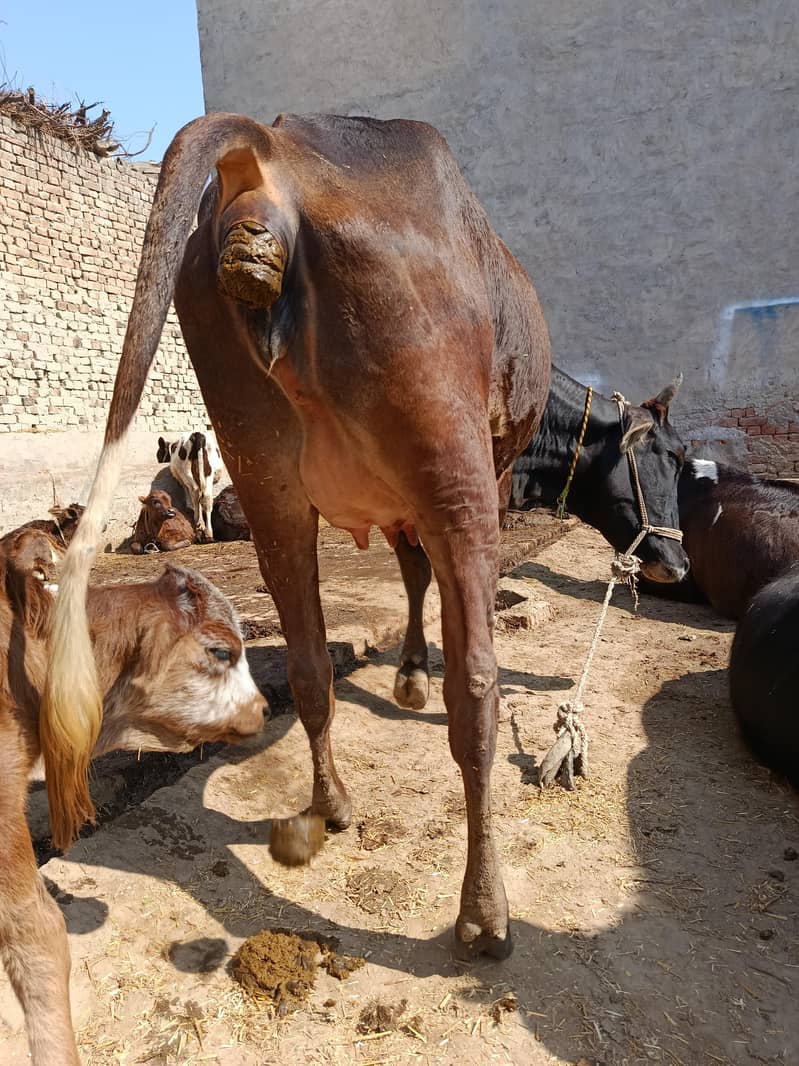 ساہیوال کراس ولایتی گائے برائے فروخت 2