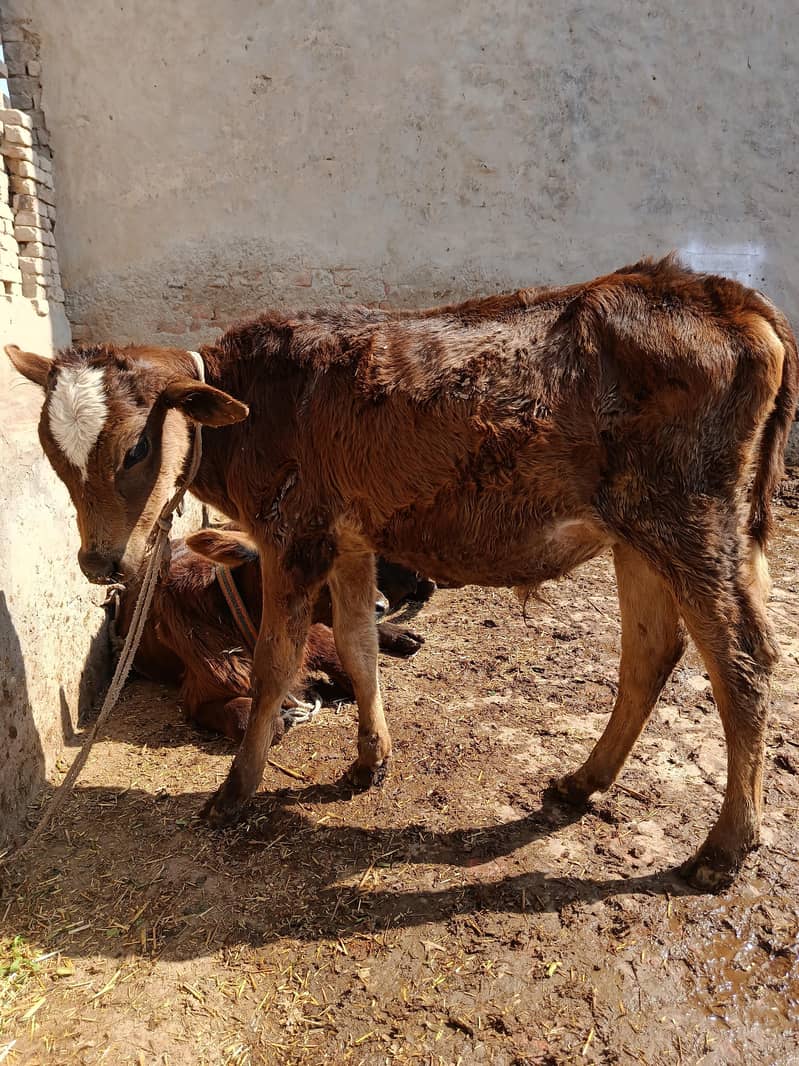 ساہیوال کراس ولایتی گائے برائے فروخت 4