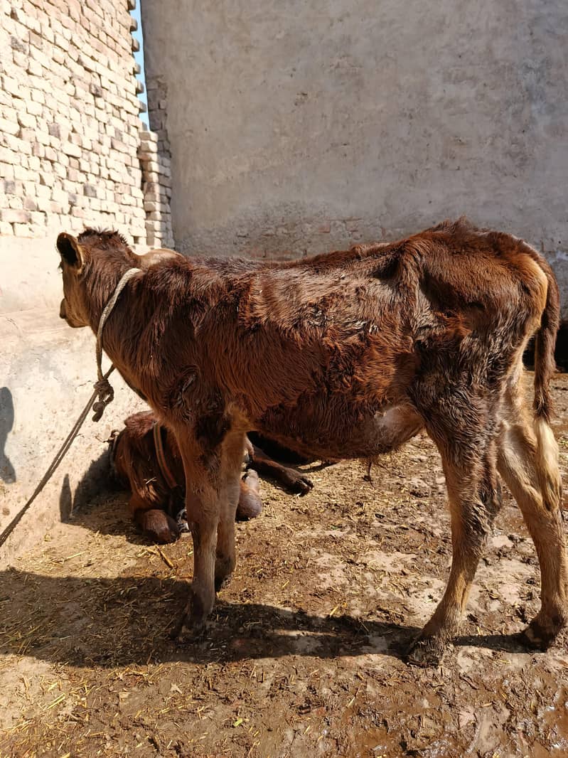 ساہیوال کراس ولایتی گائے برائے فروخت 5