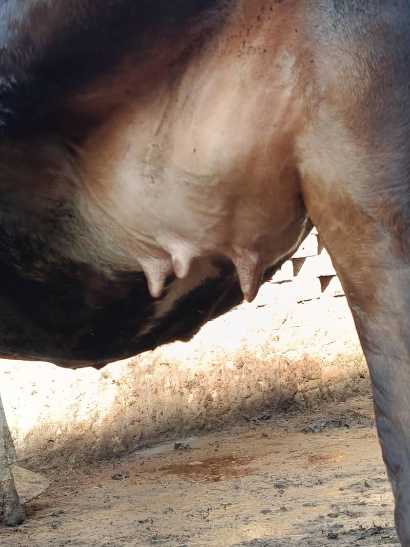 ساہیوال کراس ولایتی گائے برائے فروخت 6