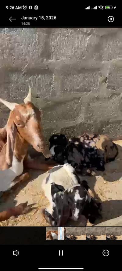 sari bakri available hai