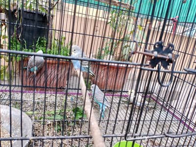 Australian birds 4 male for sale healthy n active