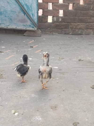 Thai quality pair chick healthy And active