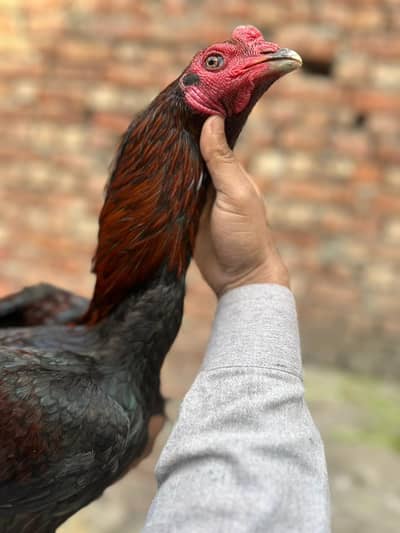 Vaitname Quality Murgh ,Hens And chicks