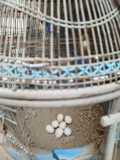 Milky White Madi Teetari female Breeder titari tetari