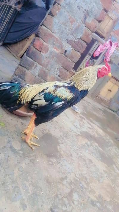 healthy and nice male ready for sale