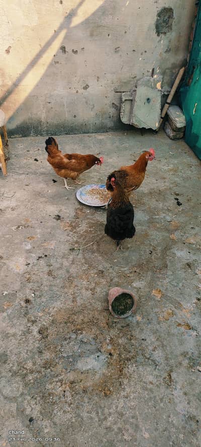 انڈوں والی مرغیاں3عدد