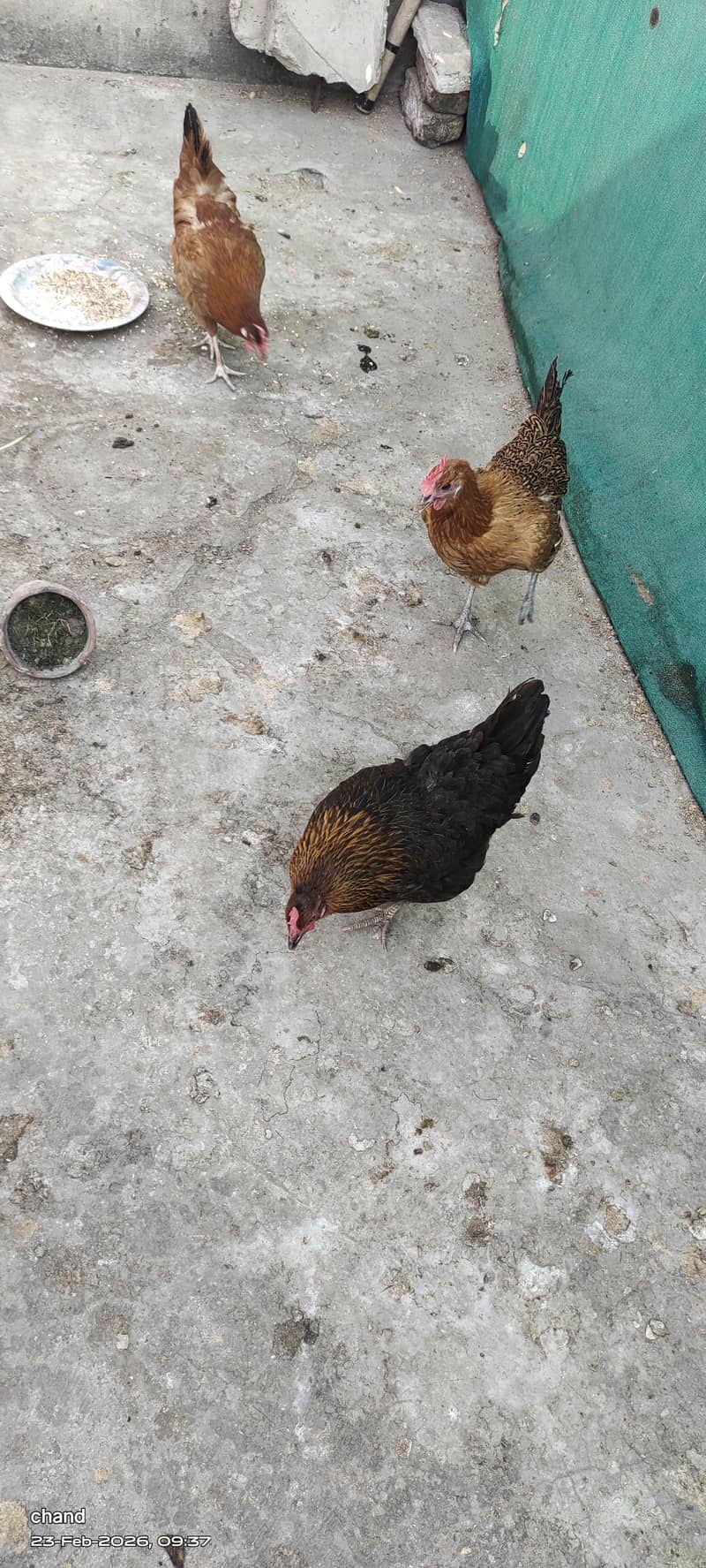 انڈوں والی مرغیاں3عدد 1