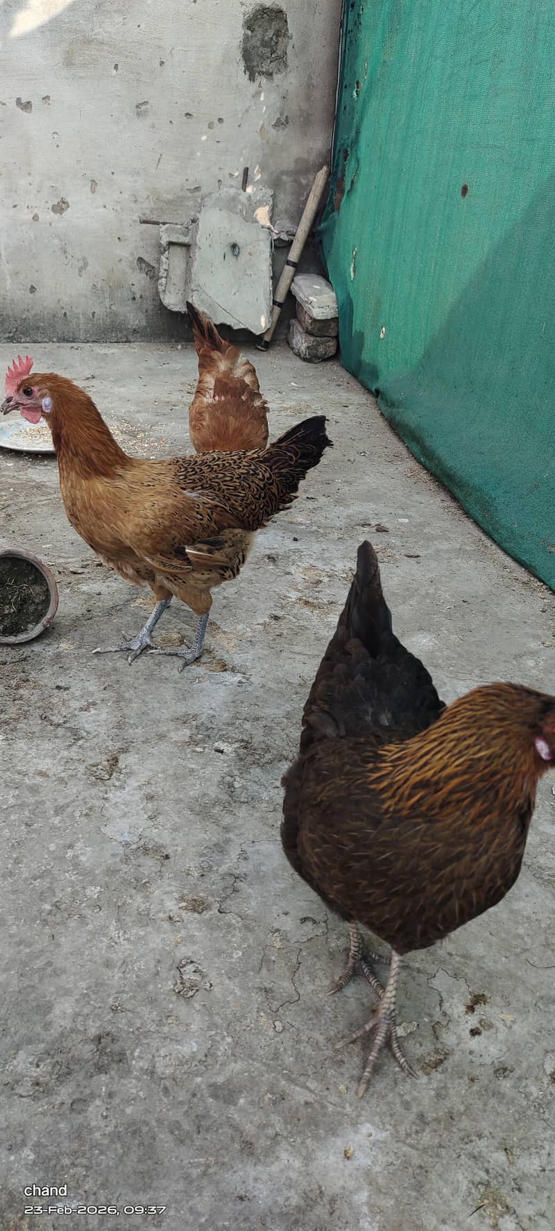 انڈوں والی مرغیاں3عدد 2