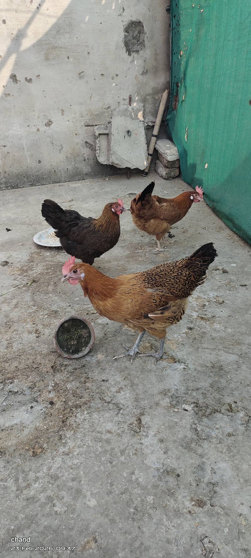 انڈوں والی مرغیاں3عدد 3