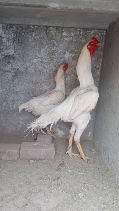 White Shamo pair | White shamo males | White shamo Females