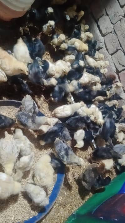 Bantam Chiks polish have buff chiks available