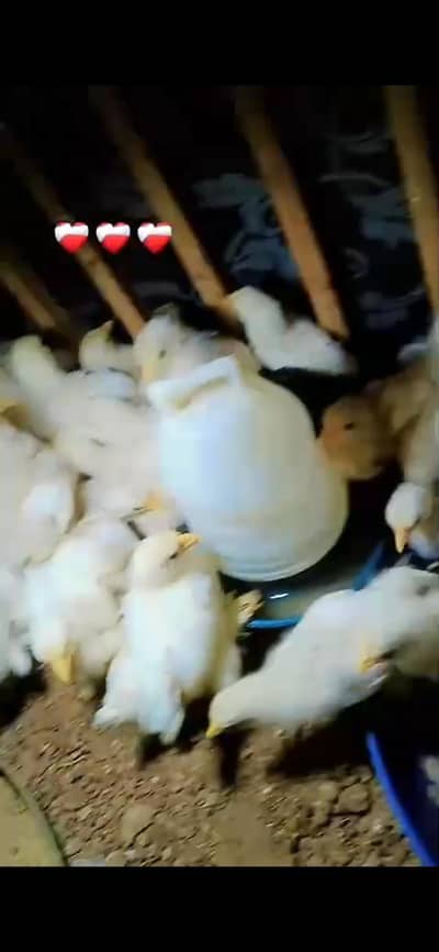 Bantam Chiks polish have buff chiks available