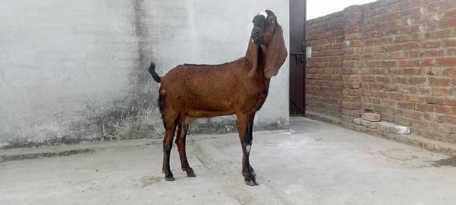 Nagri bakri for sale