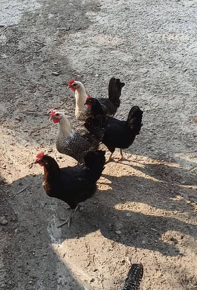 25 piece Golden Misri eggs laying hens fresher 8 to 9 months old