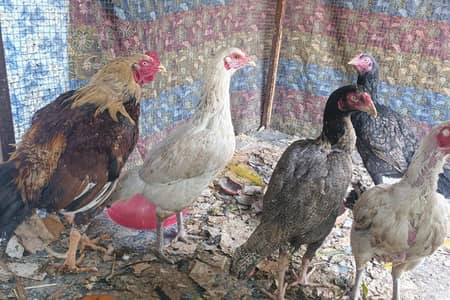 4 Egg laying aseel hens and a single Aseel rooster.