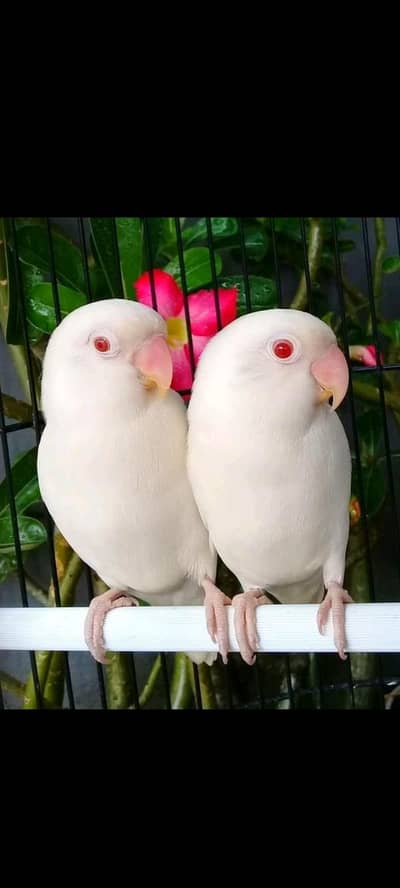 love birds for sale  3  pairs available
