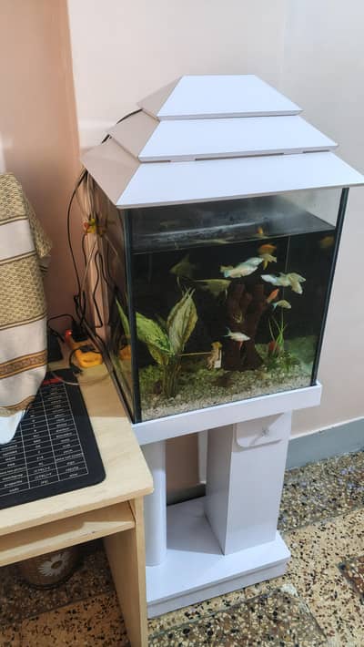 Aquarium 1.5 x 2 ft with fishes condition 10/10