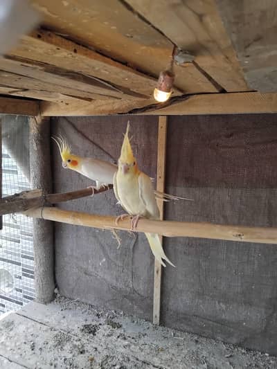 coman withe cocktail red eyes breader pair