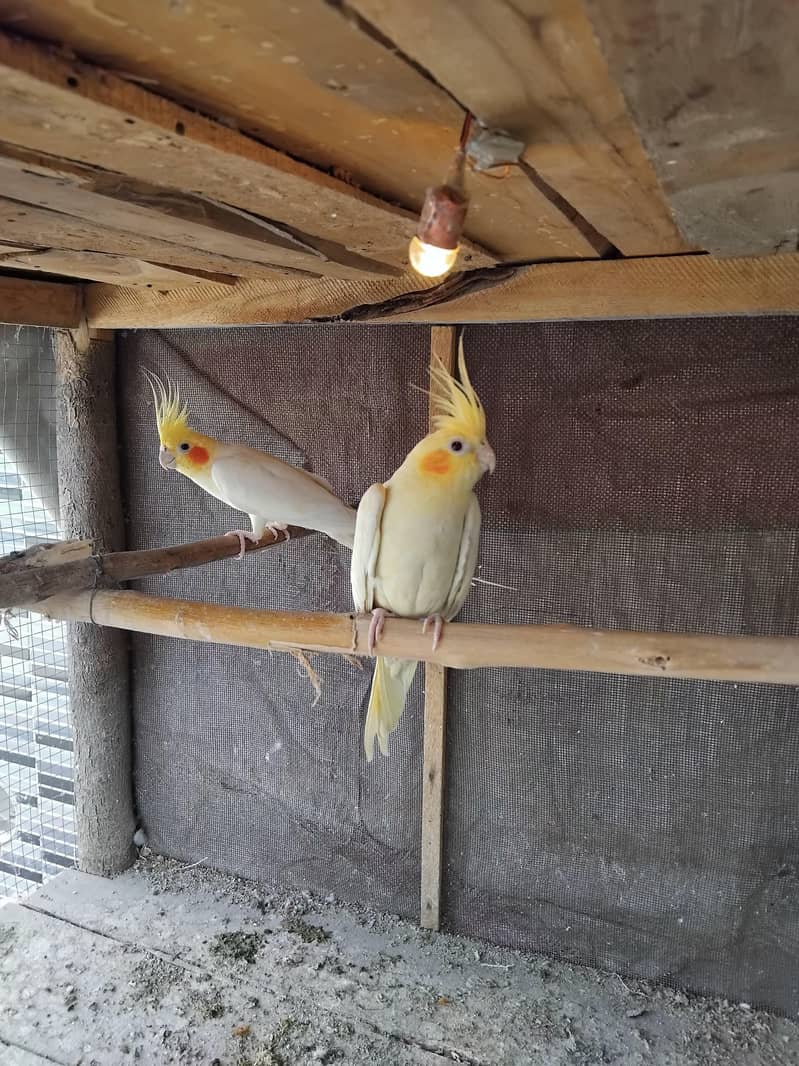 coman withe cocktail red eyes breader pair 1