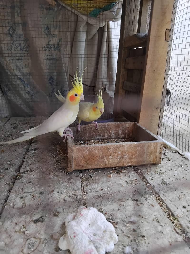 coman withe cocktail red eyes breader pair 2