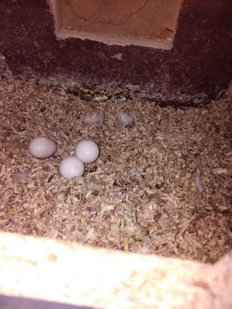 coman withe cocktail red eyes breader pair 3