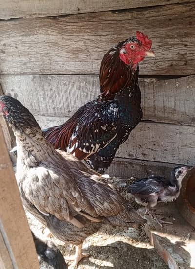 Aseel mianwali pairs