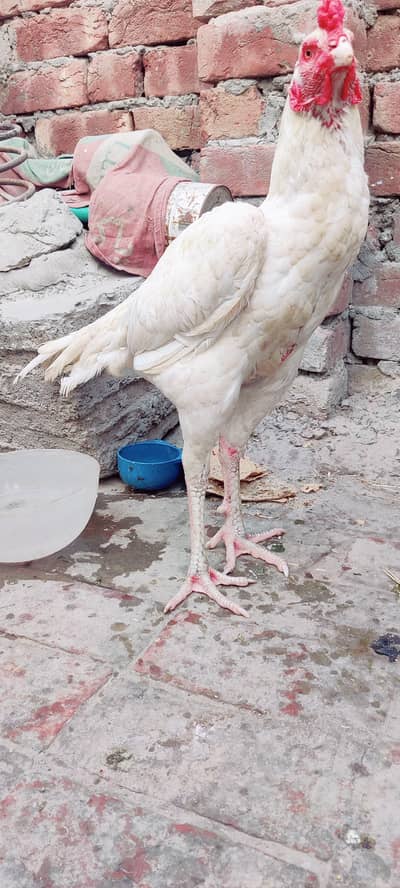 Asal Aseel Heera Murgy