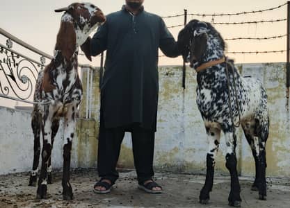 best quality breeder bakraa