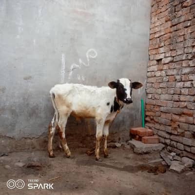 Cross cow 03145387877