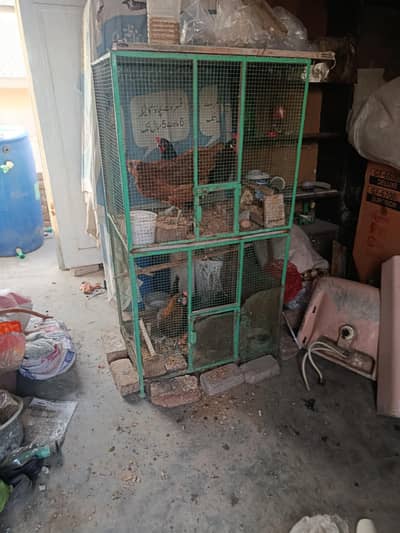 Desi andy wali mirghia