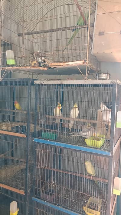 Cocktail lovebird ringneck for sale.