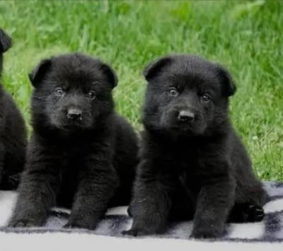 black German Shepherd long coat for sale puppies one mark