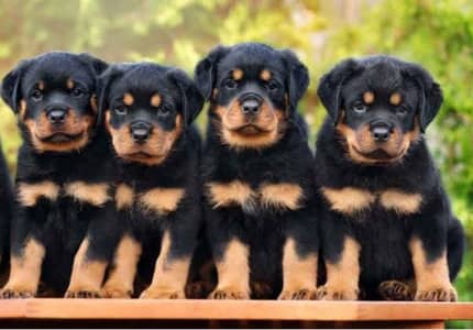 2 pair available   all Pakistan dilver available