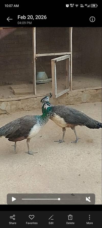peacock for sale