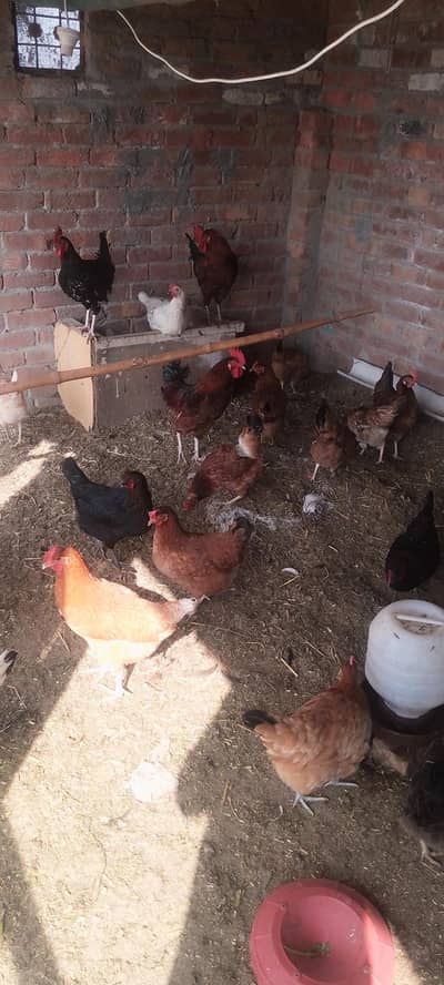 گھر کی پلی دیسی مرغیاں انڈے والی دستیاب ہے