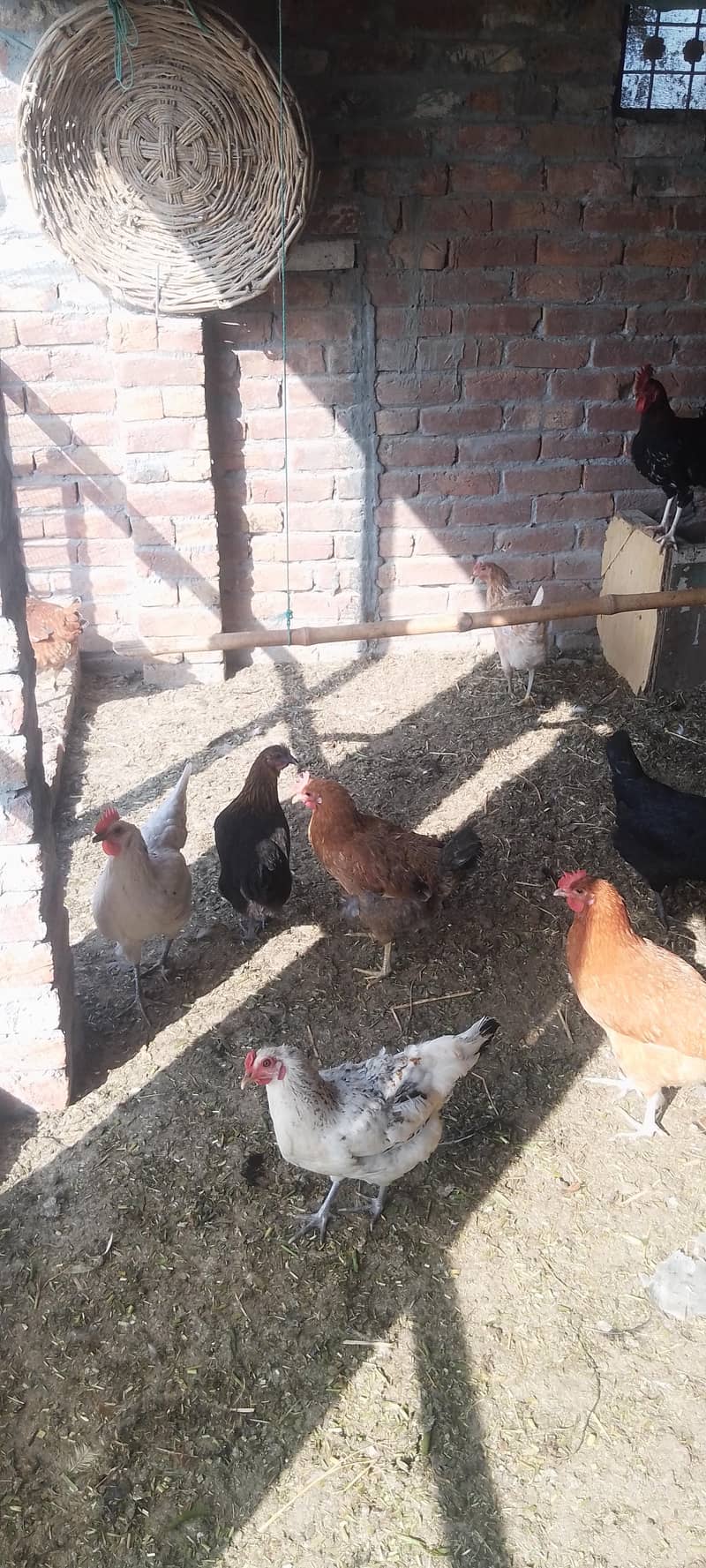 گھر کی پلی دیسی مرغیاں انڈے والی دستیاب ہے 1