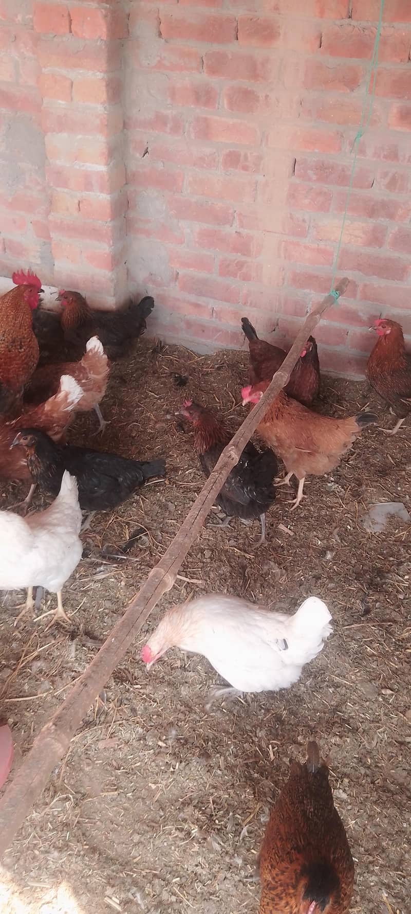 گھر کی پلی دیسی مرغیاں انڈے والی دستیاب ہے 2