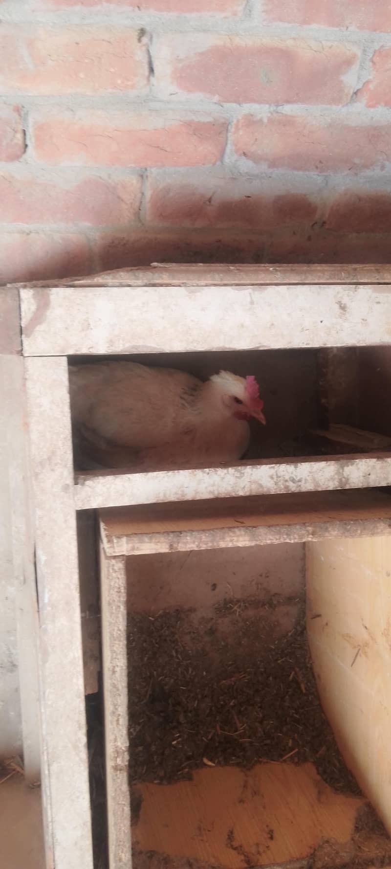 گھر کی پلی دیسی مرغیاں انڈے والی دستیاب ہے 3