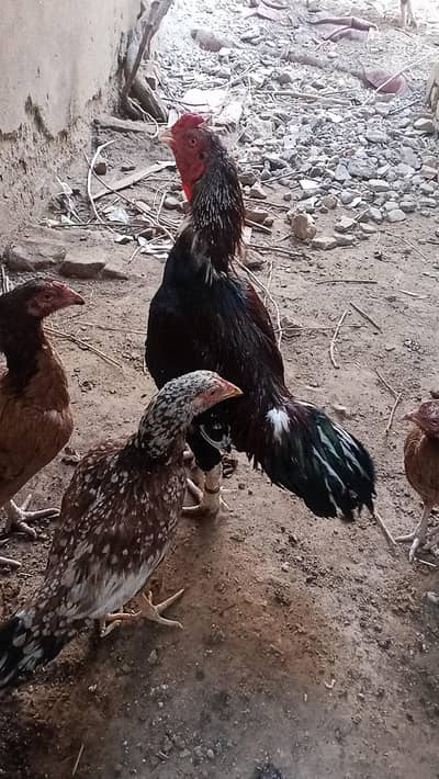 aseel Lakha for sale