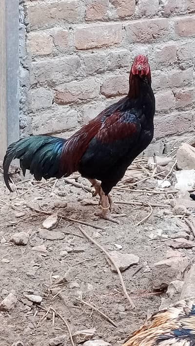 aseel Lakha for sale