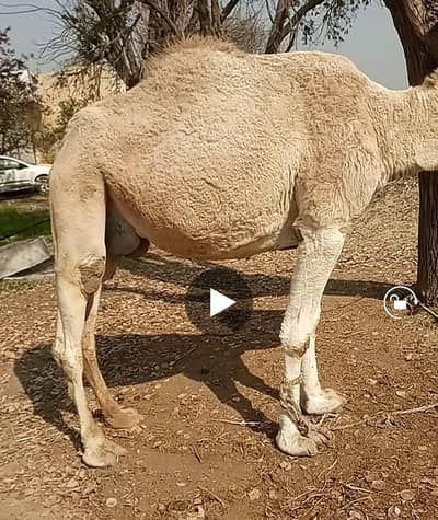 Female Camel