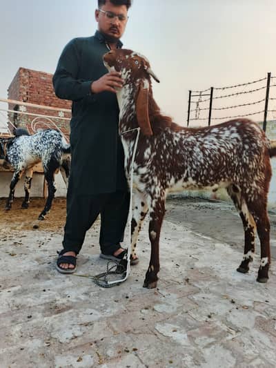 Best quality breeder bakry