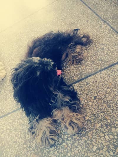 Shihtzu Pedigree Pair