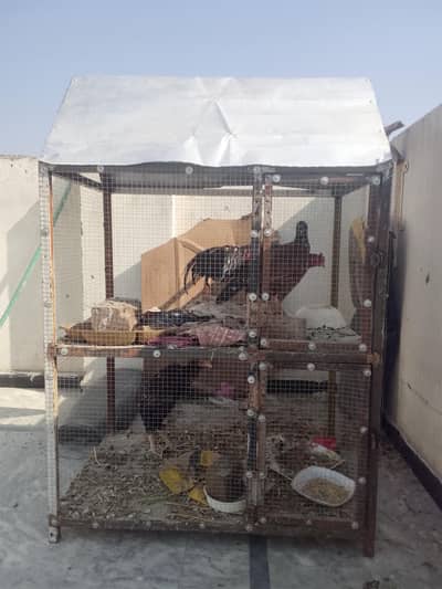 Cage for Hens