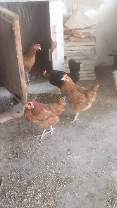 Desi Misri Murgi & Desi Misri Murga